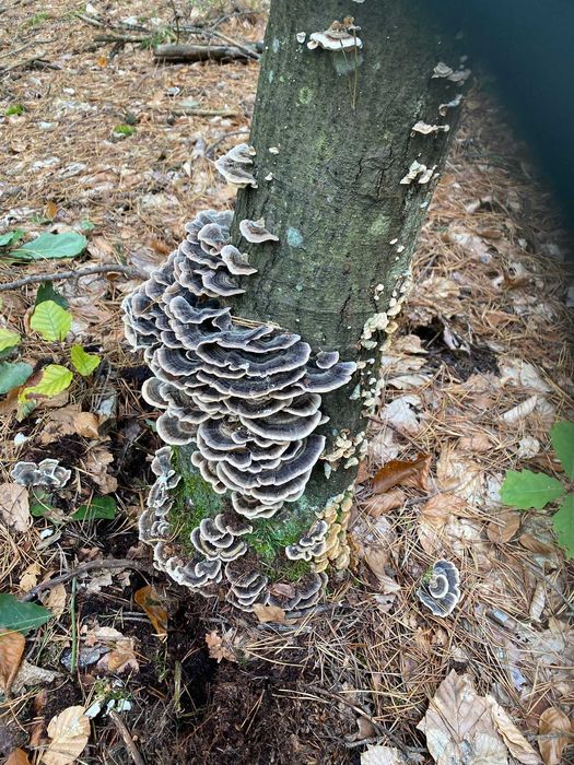 Wrośniak Różnobarwny suszony 100g