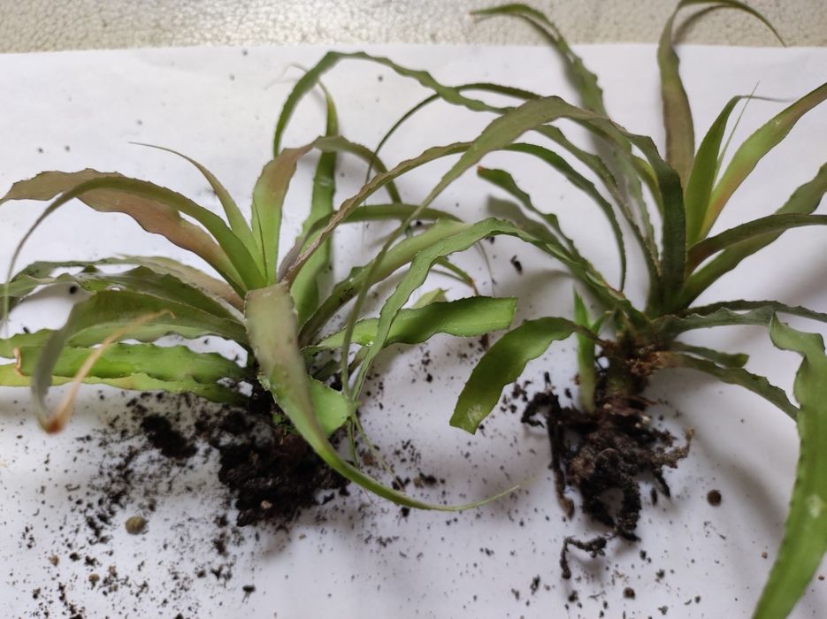 Криптантус бромелиевые