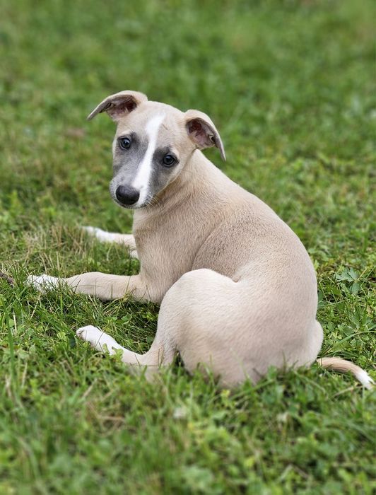 Chart angielski whippet suczka