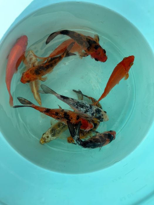 Продам Карп Кои 15см
