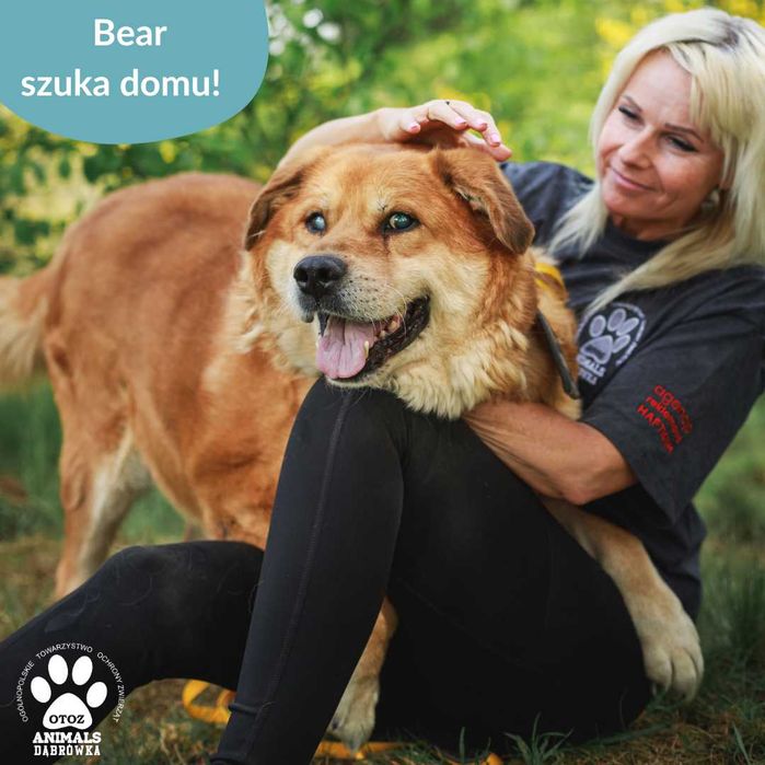 Wspaniały Bear szuka nowego domu