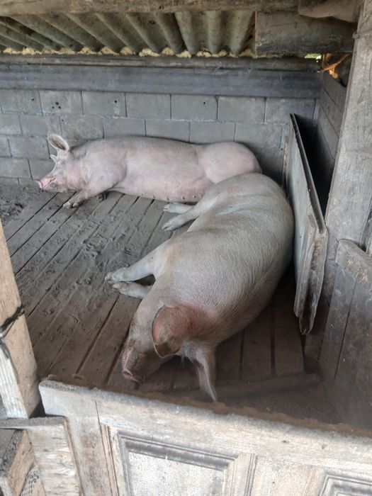 Porcas caseiras para venda