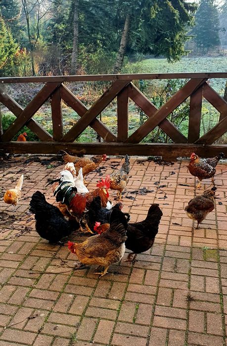 Jajka lęgowe od kolorowego stadka