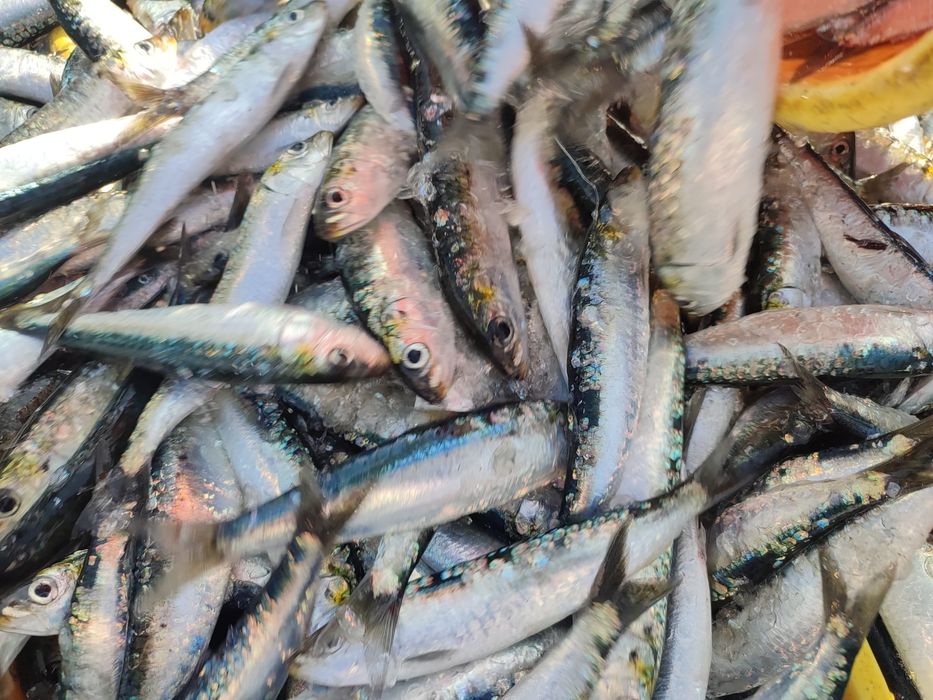 Sardinha de peniche