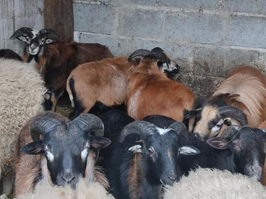 Baranki baranina jagniecina