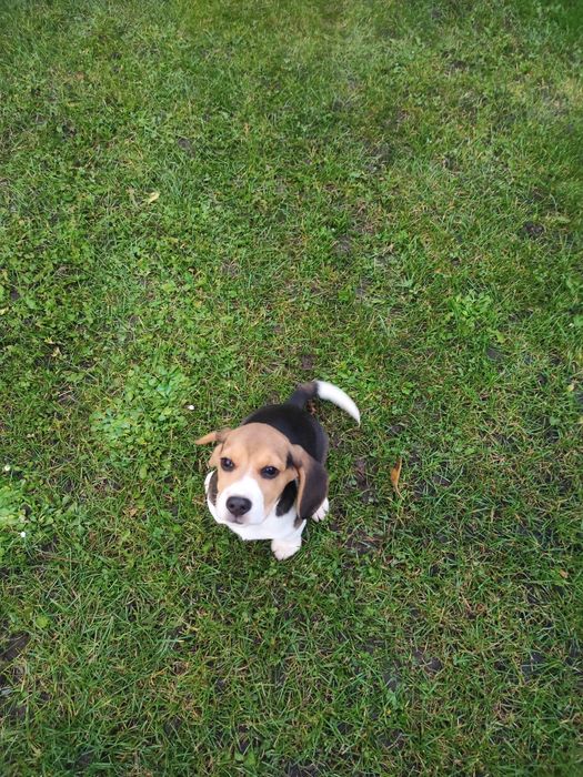 Бігль чистокровні .