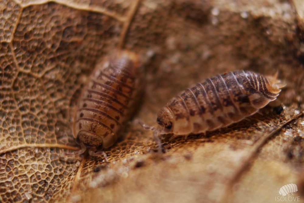 Agabiformius lentus, równonogi, isopoda, ekipa sprzątająca, nowość