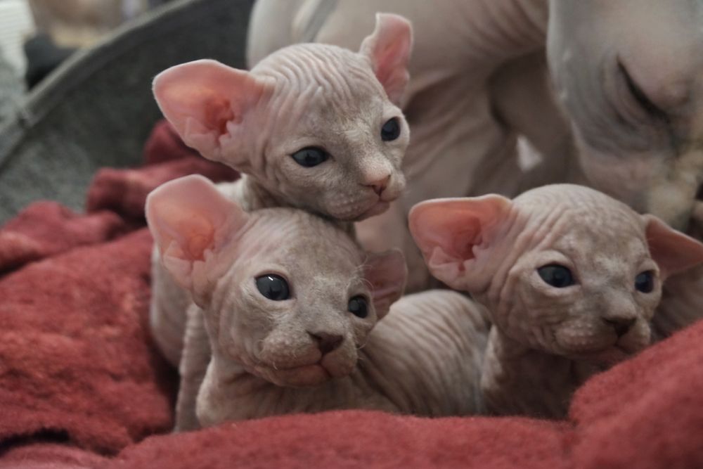 Котята канадский сфинкс. Эльфы