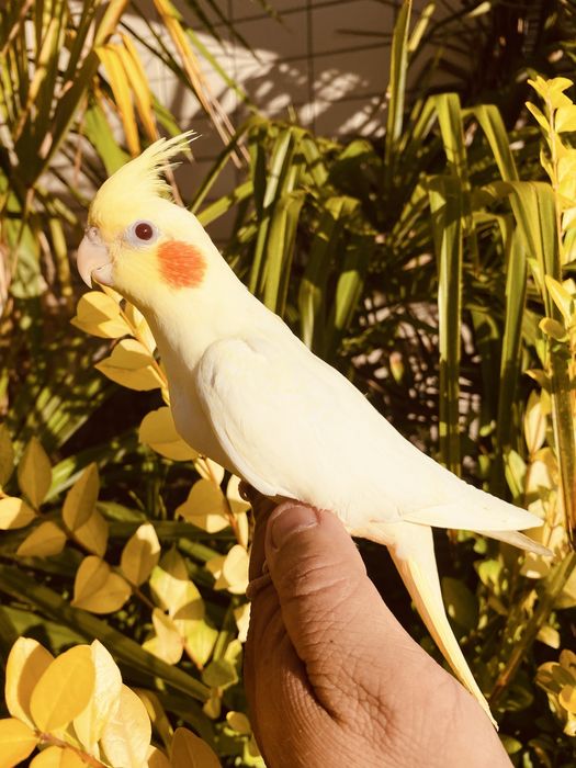 Caturra domesticada lutina grande oportunidade