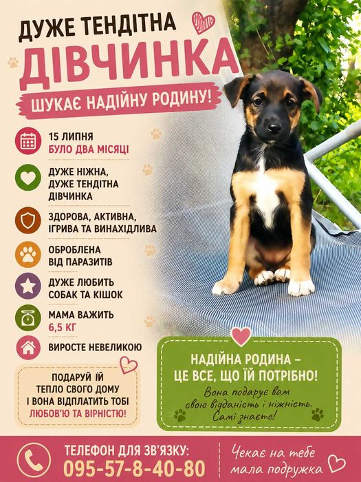Маленькая красавица ищет семью