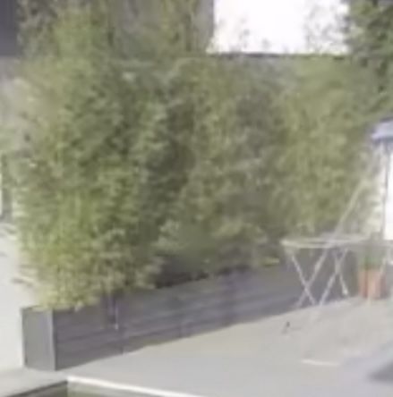 Canas bambu para plantar