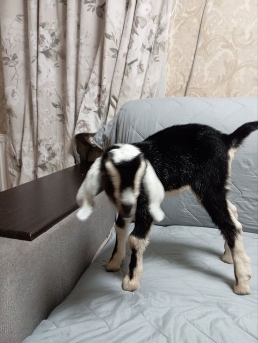 Продам козочек  англо-нубійок