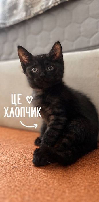 віддам в добрі руки