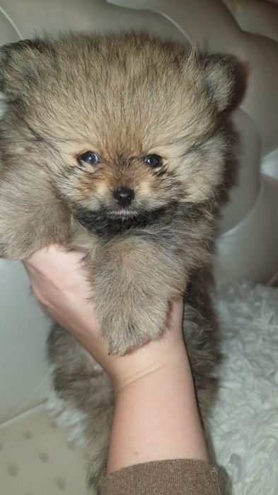 Цуцинята померанський шпіц