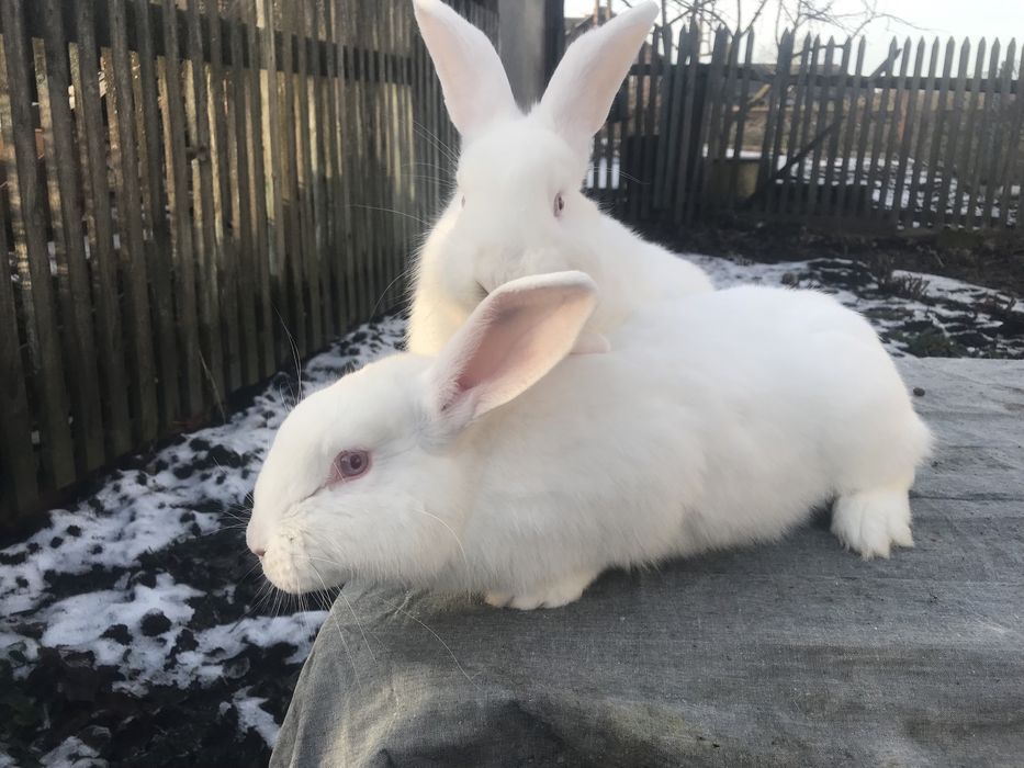 Кролики Європейська шиншила + панон.