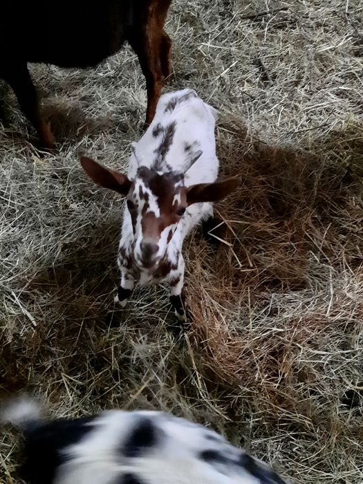 Cabras algarvias