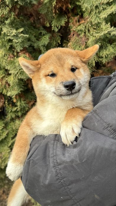 Красунчик сіба, шиба іну