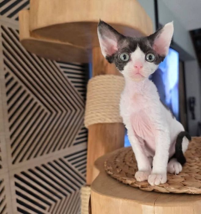 Kolo kocurek  Devon Rex