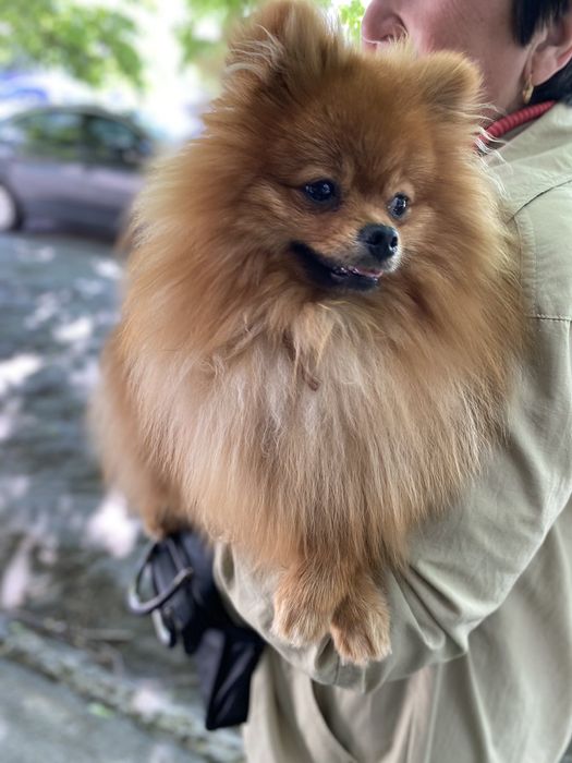 Мини померанский шпиц.