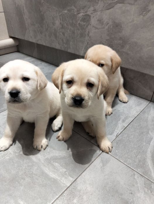 Цуценята золотистого ретривера