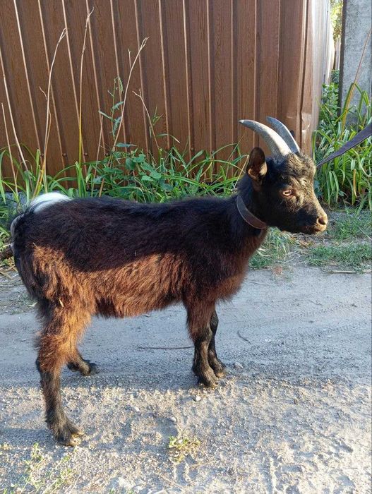 Козлята  недорого (есть зааненские)