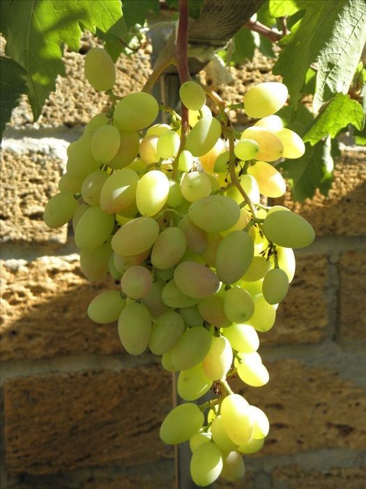 Саджанці винограду