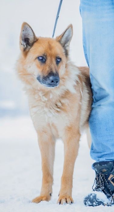 Dolores łagodna proludzka sunia