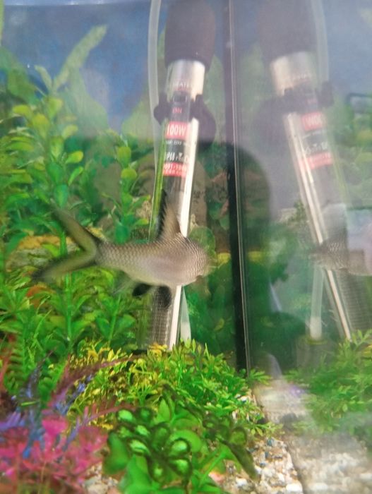 Peixe tubarão prateado