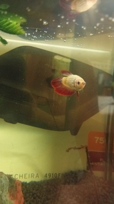 Betta splendes fêmea