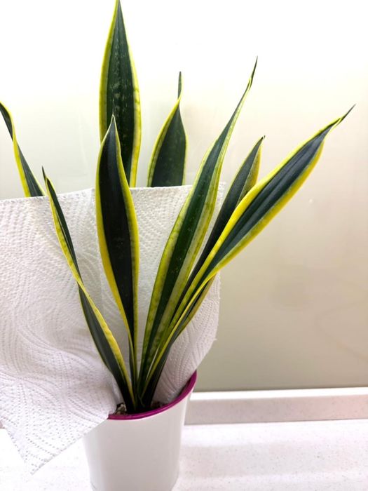 Сансевиерия Екстрим, Клеопатра, , Кирки, Ханни