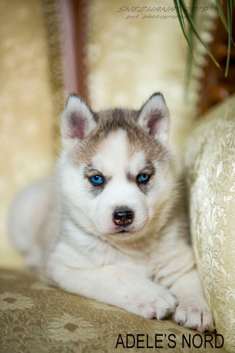 Щенки хаски , документы есть