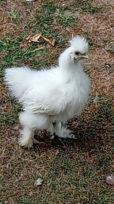 Galinha sedosa do Japão