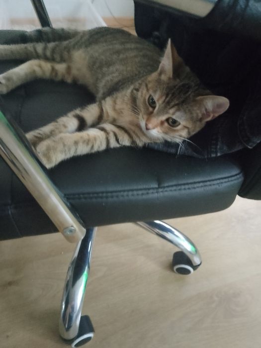 Młoda kotka do adopcji