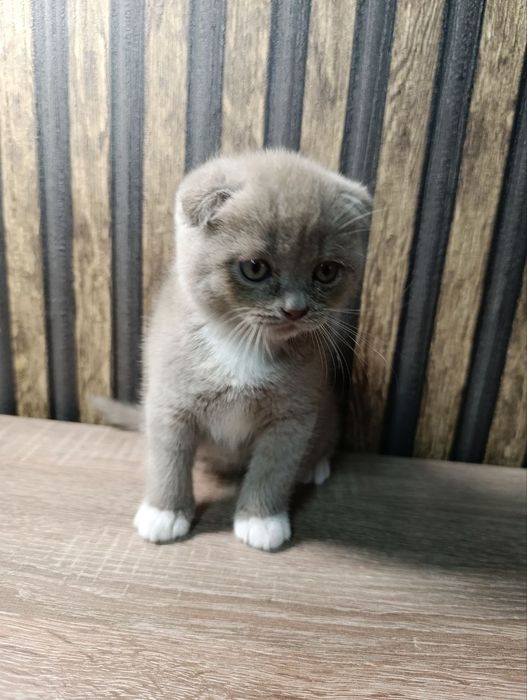 Шотландські кошенята шукають люблячу  сім'ю