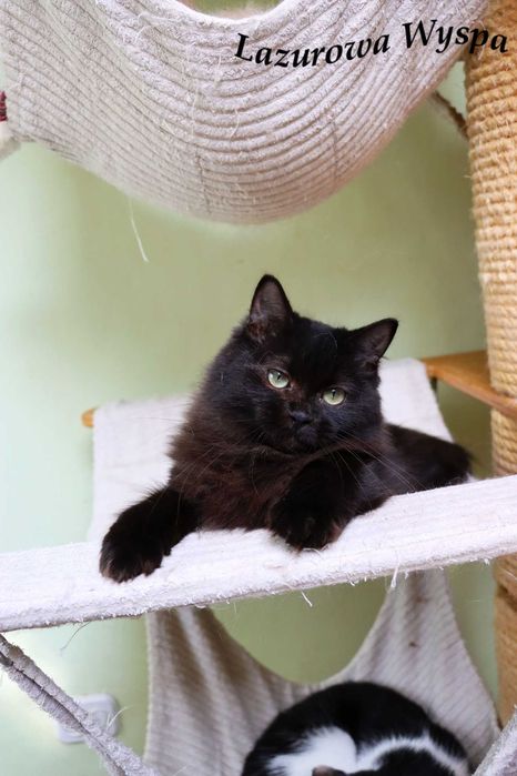 Ragdoll Czarna Perła