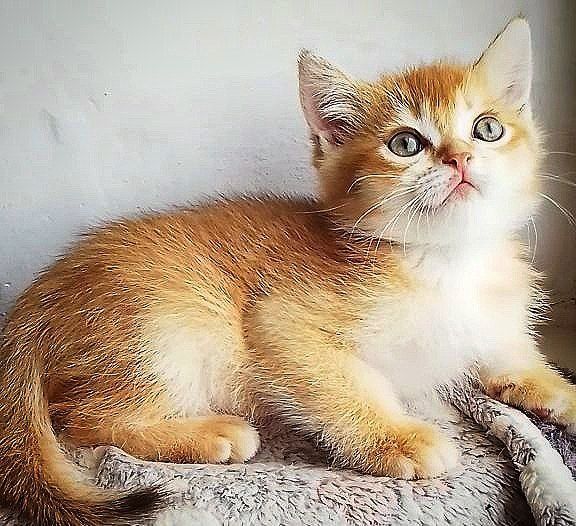 Золота шиншилла, хлопчик