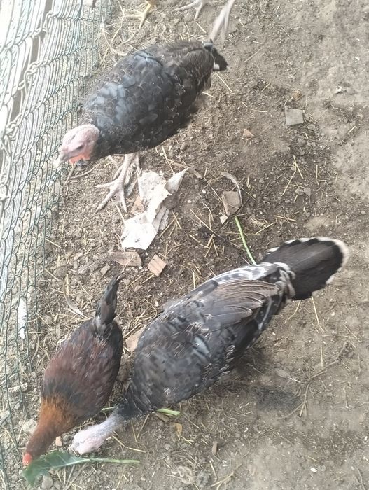Vendo 3 perus com cerca de 4 meses