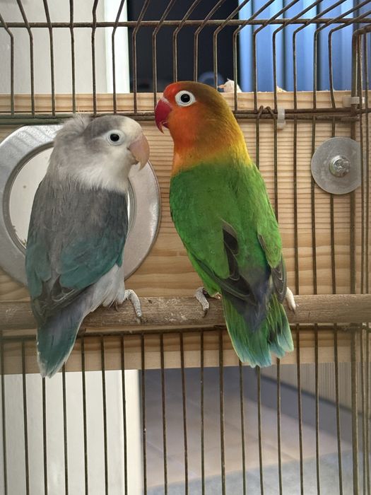 Casal Reprodutor de Agapornis Fischeri