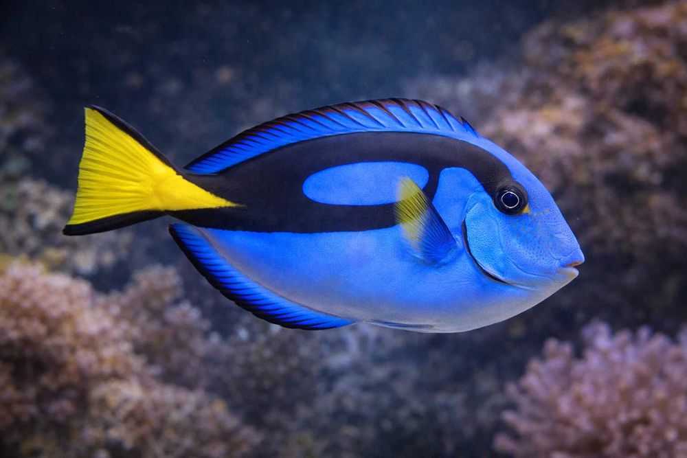 Ryba Paracanthurus hepatus Pokolec  FLUOLAMPS.PL WYSYLKI