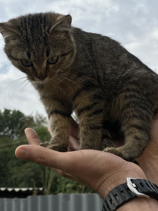 Котята.