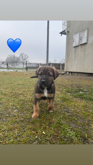 REZERWACJA Mały piesek szuka domu