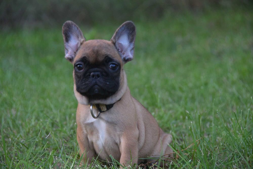 Buldog Francuski FCI