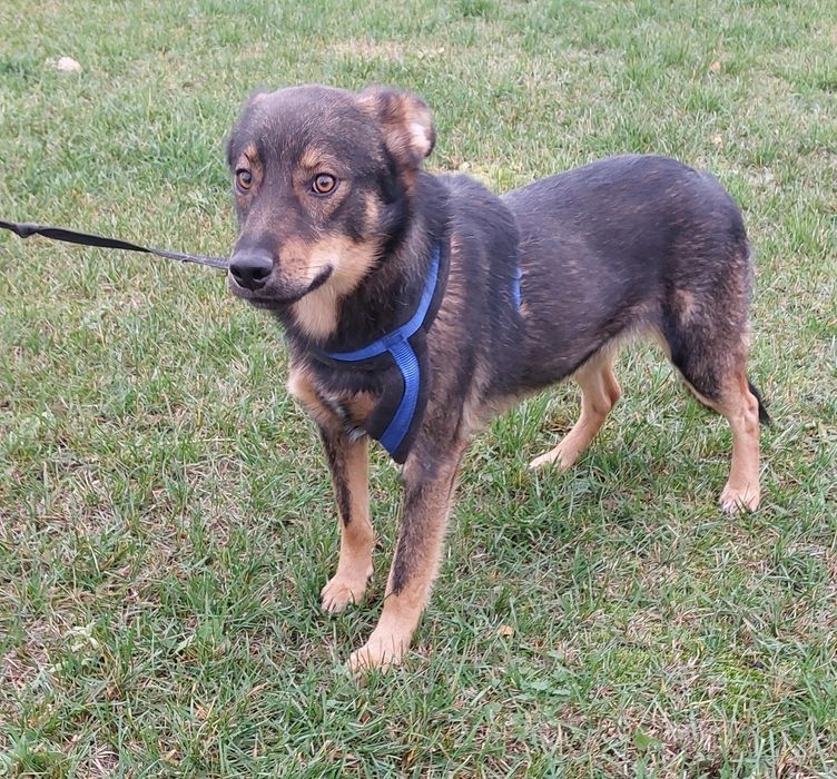 Sony pies do adopcji