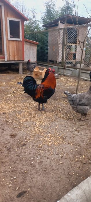 Jaja lęgowe kur marans