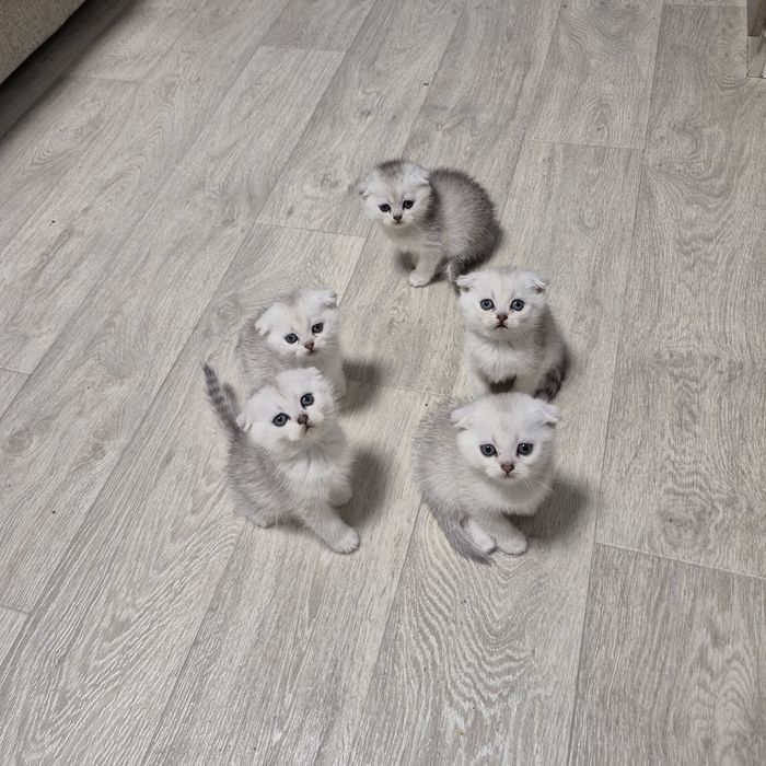 Шотландские котята серебристая шиншилла, вислоухая  девочка