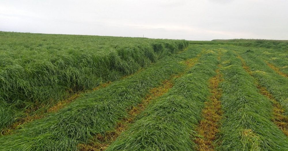 Mieszanka Traw Futtertrio