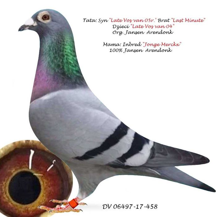 ***Top 100% Gerb. Janssen ***