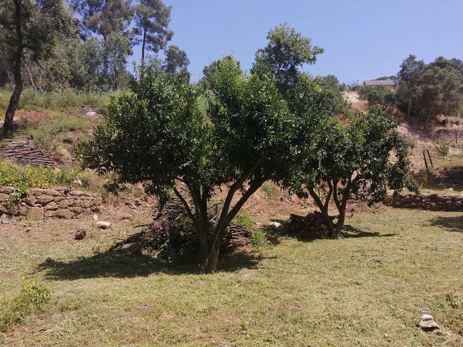Terreno em santa marinha do zezere