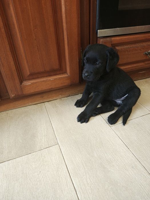 Labrador fêmea preta