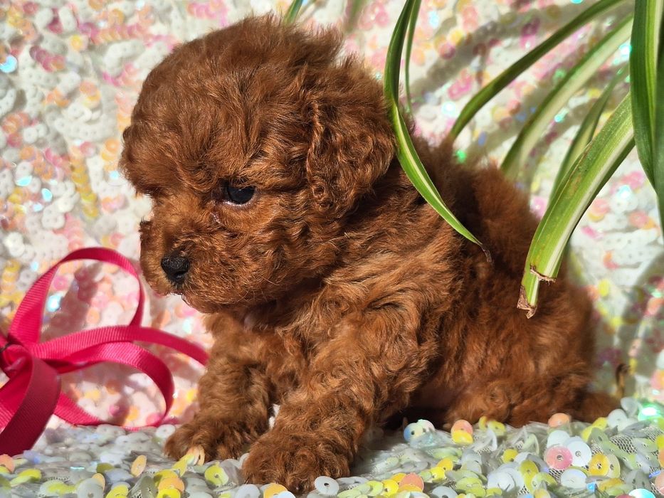 Cavapoo  szczeniaczek z rodowodem